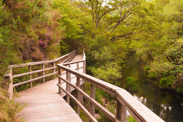 A winding wooden bridge over a small river in a lush forest.