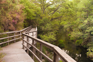 Fototapeta na wymiar A winding wooden bridge over a small river in a lush forest.