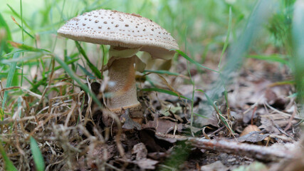 A group of mushrooms on brown chestnut leaves.