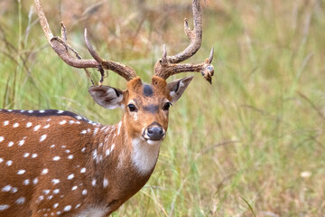 Naklejka na ściany i meble Close-up shot of a spotted deer
