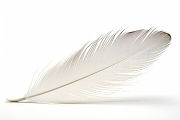 Feather Back