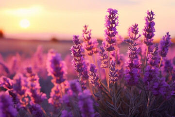 lavender field in sunset, lavender field at sunrise, lavender field at sunset, Sunset over a violet lavender field