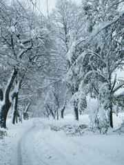 Bavaria under snow storm December 1st 2023, fallen branches broken by the heavy snowfall from a tree