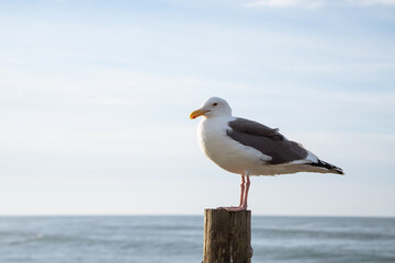 Seagull in front of ocean landscape