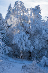 Deep snow-covered winter landscape on the Großer Feldberg in Taunus/Germany on a sunny day
