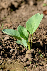closeup the ripe green cauliflower plant with soil heap growing in the farm soft focus natural green brown background.