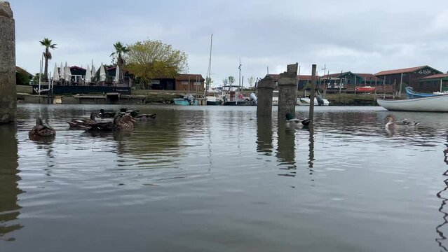 Bateaux et canards dans le Port de la Teste-de-Buch - Bassin d'Arcachon &nbsp;