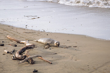 Baby elephant seal on the coast