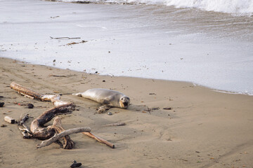 Baby elephant seal on the coast