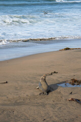 Baby elephant seal on beach