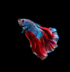 Colourful Red and blue betta fish,Siamese fighting fish in movement isolated on black background. Capture the moving moment of colourful siamese fighting fish with clipping path.