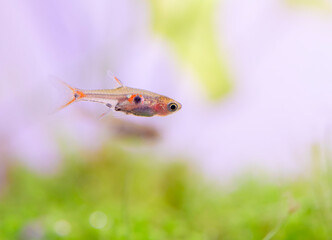 Close up selective focus of Dwarf rasbora or Boraras maculatus or Boraras macros fish with beautiful freshwater plants in aquarium aquatic fish tank.