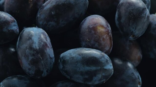 Close-up of fresh plums on a farm. Growing plums. Agriculture
