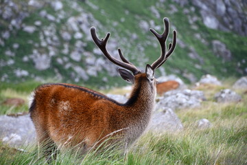 Sika deer in Glendalough National Park