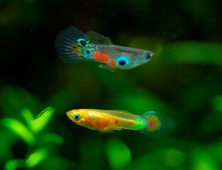 Fototapeta premium Poecilia reticulata hybrid in aquarium. Guppy Multi Colored Fish in a Tropical Acquarium.Emerald gold endler