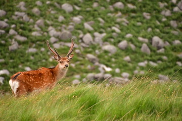 Sika deer in Glendalough National Park