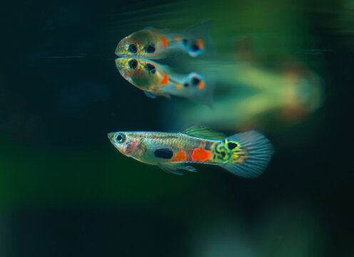 Poecilia reticulata hybrid in aquarium. Guppy Multi Colored Fish in a Tropical Acquarium.Emerald gold endler