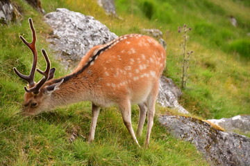 Sika deer in Glendalough National Park