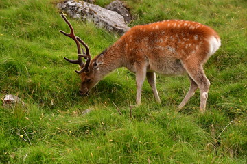 Sika deer in Glendalough National Park