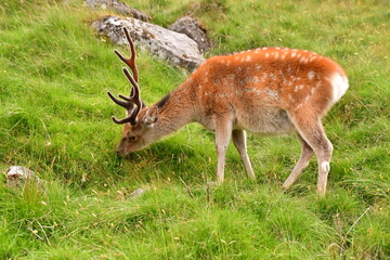 Sika deer in Glendalough National Park