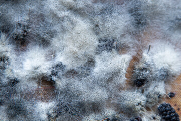 White mold on spoiled food. The mulberries are moldy. Bad food background.