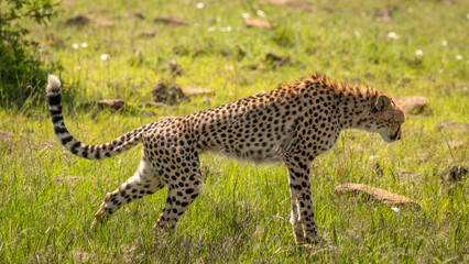 A female cheetah ( Acinonyx Jubatus) stretching, Mara Naboisho Conservancy, Kenya.