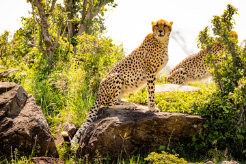 A female cheetah ( Acinonyx Jubatus) sitting on a rock, Mara Naboisho Conservancy, Kenya.