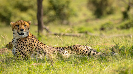 A female cheetah ( Acinonyx Jubatus) looking at the camera, Mara Naboisho Conservancy, Kenya.