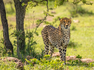 A female cheetah ( Acinonyx Jubatus) looking for prey, Mara Naboisho Conservancy, Kenya.