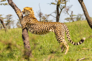 A female cheetah ( Acinonyx Jubatus) stretching against a tree, Mara Naboisho Conservancy, Kenya.