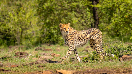 A female cheetah ( Acinonyx Jubatus) wondering around, Mara Naboisho Conservancy, Kenya.