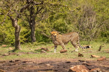 A female cheetah ( Acinonyx Jubatus) wondering around, Mara Naboisho Conservancy, Kenya.