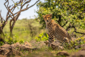 A female cheetah ( Acinonyx Jubatus) looking at the camera, Mara Naboisho Conservancy, Kenya.