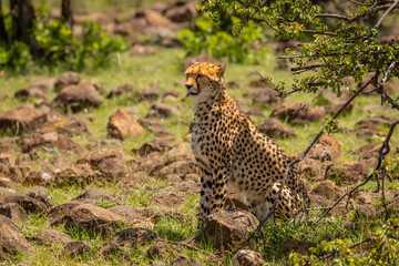 A female cheetah ( Acinonyx Jubatus) watching for prey, Mara Naboisho Conservancy, Kenya.