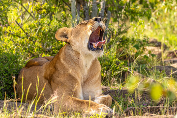 Obraz premium Lioness ( Panthera Leo Leo) yawning, Mara Naboisho Conservancy, Kenya.