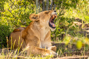Lioness ( Panthera Leo Leo) yawning, Mara Naboisho Conservancy, Kenya.