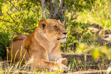 Lioness ( Panthera Leo Leo) resting, Mara Naboisho Conservancy, Kenya.