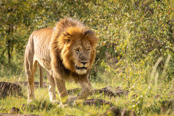 Male lion ( Panthera Leo Leo) walking, Mara Naboisho Conservancy, Kenya.