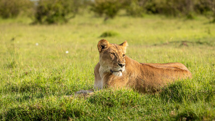 Naklejka na ściany i meble Lioness ( Panthera Leo Leo) resting, Mara Naboisho Conservancy, Kenya.