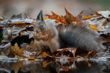 Hungry Red Squirrel (Sciurus vulgaris) eating a walnut in a pool of water in an forest covered with...