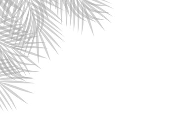 Branch leaves shadow on white background. Palm leaf shadow overlay effect transparent. PNG
