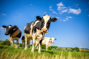 Troupeau de vaches laitières en pleine nature au printemps. - obrazy, fototapety, plakaty