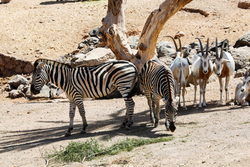 Antilopen, Säbelantilopen und Zebras, Steppenzebras in einer kleinen Herde ruhen unter einem Baum