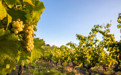 Grappe de raisin blanc dans un vignoble au soleil avant les vendanges d'automne.