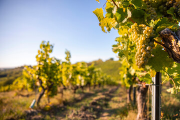 Fototapeta na wymiar Grappe de raisin blanc dans un vignoble en France à l'automne en Anjou.