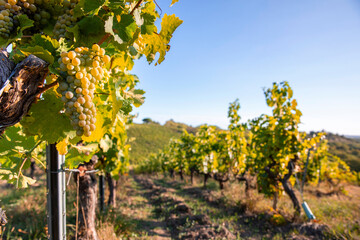 Grappe de raisin blanc dans un vignoble en France à l'automne en Anjou.