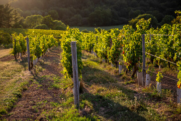 Fototapeta na wymiar Vignes et raisin noir dans un vignoble en France à l'automne.