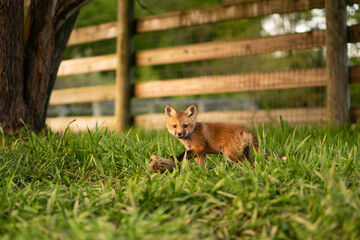 Fox cub in field