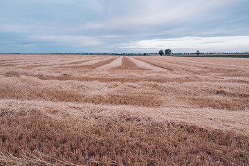 a harvested wheat field