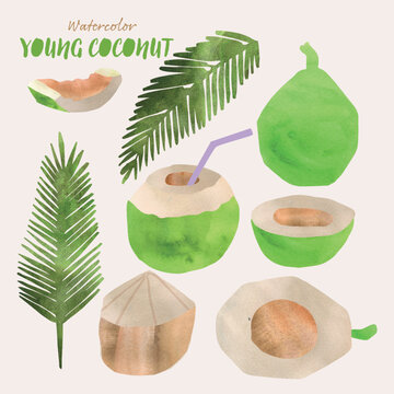 Young green coconut fruit and leaves watercolor vector illustration set. Painterly watercolor texture and ink drawing elements. Hand drawn and hand painted.
